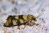 Aethes tesserana